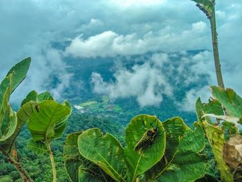 Close-up of green leaves on land against sky