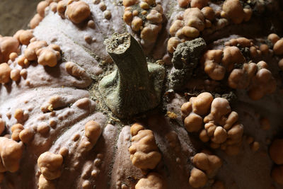 Close-up of crab on shore