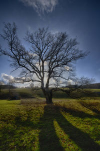 Bare tree on field against sky