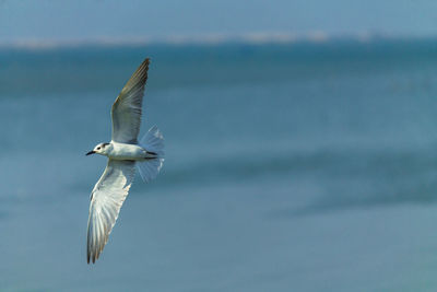 Seagull flying over sea