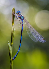 Close-up of dragonfly