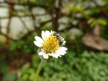 Close-up of bee pollinating on white flower