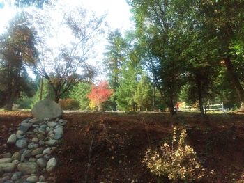 Trees in forest during autumn