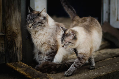 Close-up of two cats sitting on wood