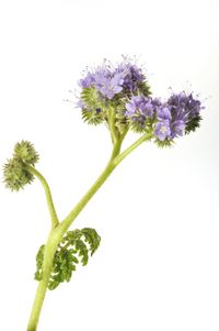 Close-up of flowering plant against white background