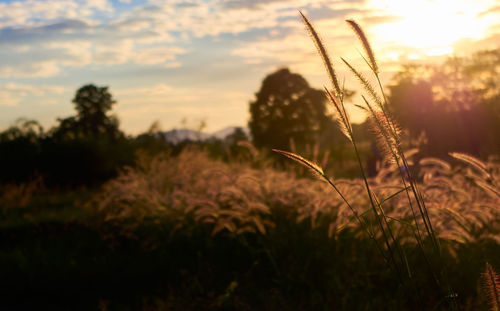 Close-up of stalks in field against sunset sky