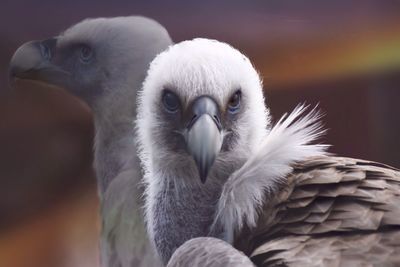 Close-up of bird