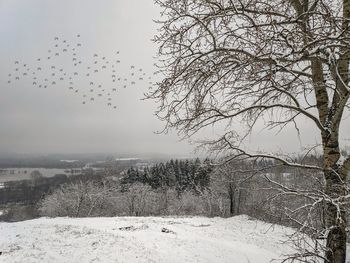 Bird flying over snow covered landscape against sky