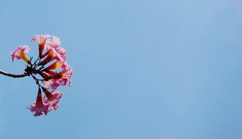 Low angle view of pink cherry blossom against clear sky