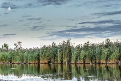 Scenic view of reed grass growing by lake 