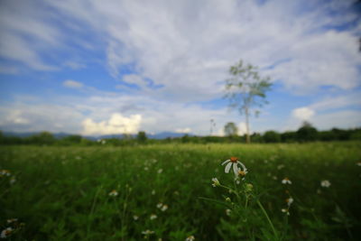 Scenic view of field against sky