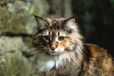 Close-up portrait of cat