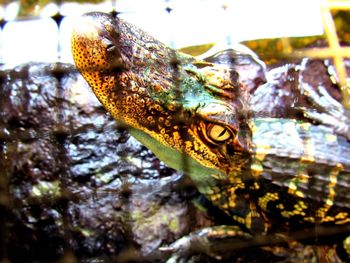 Close-up of turtle in water