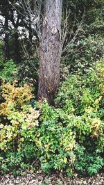 Trees growing in forest