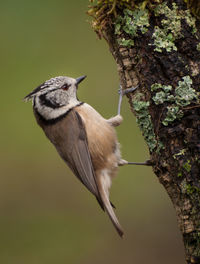 Close-up of a bird on tree trunk