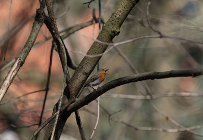 Bird perching on branch