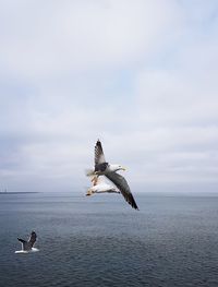 Seagull flying over sea against sky