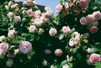 Pink flowers blooming in park