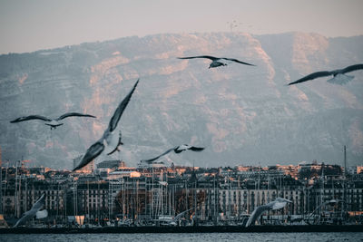 Seagulls flying over sea against sky