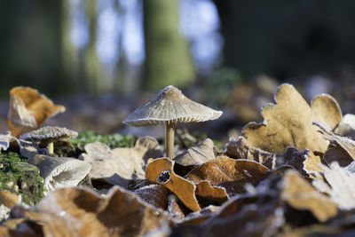 Close-up of mushrooms