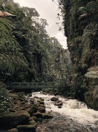 Scenic view of river in forest against sky