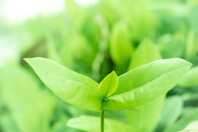 Close-up of green leaves