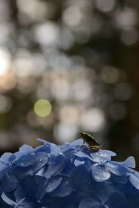 Close-up of plant against blurred background