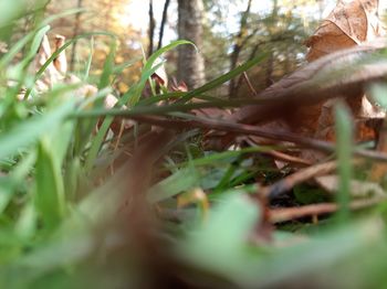 Close-up of grass growing on field