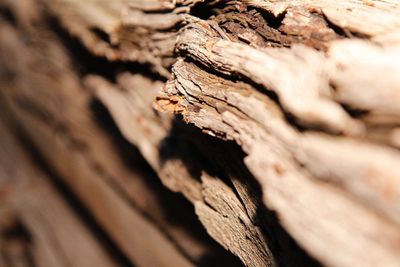 Close-up of tree trunk