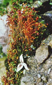 Close-up of plant against blurred background