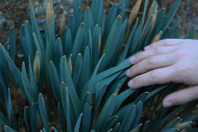 Close-up of hand holding flowering plant