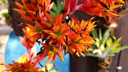 Close-up of orange flowers