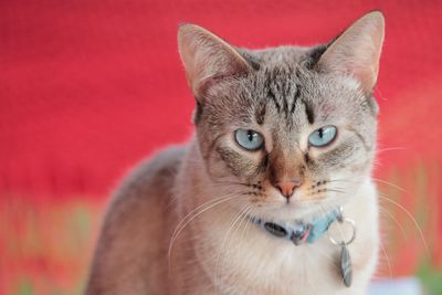 Close-up portrait of tabby cat