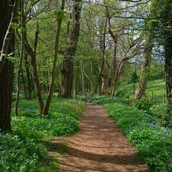 Walkway amidst trees in forest