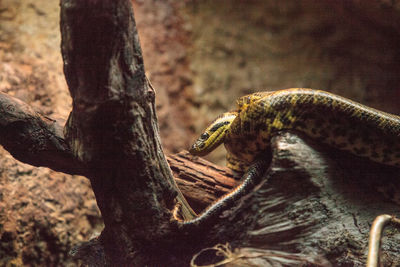 Yellow anaconda snake eunectes notaeus is also known as the water boa and is found in the amazon.