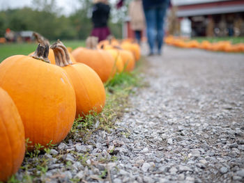 View of pumpkins on street