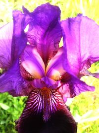 Close-up of purple flowers