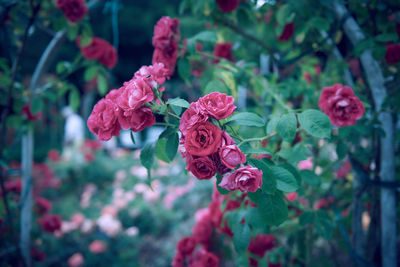 Close-up of red rose