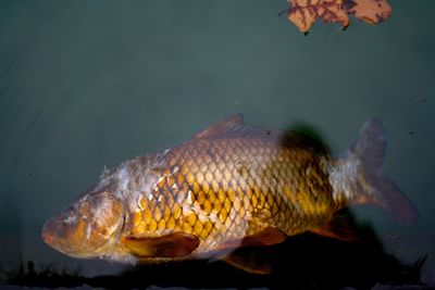 Close-up of fish swimming in sea