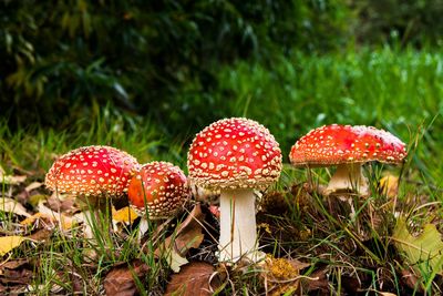 Wild agaric mushroom that thrives in the forest.