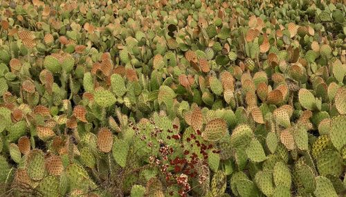 Close-up of prickly pear cactus