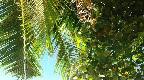 Low angle view of palm trees