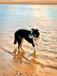 Dog standing on beach