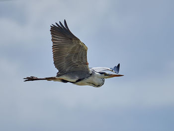 Low angle view of bird flying