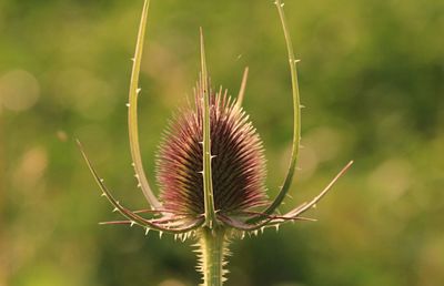 Close-up of thistle plant