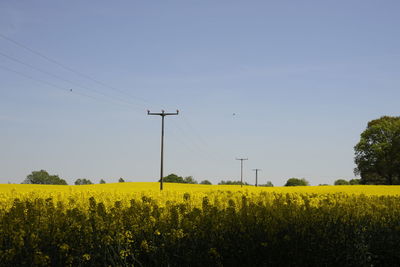 Scenic view of field against clear sky