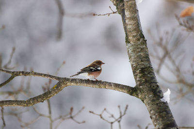 Low angle view of bird perching on branch