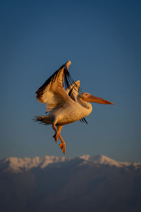 Close-up of bird flying against sky