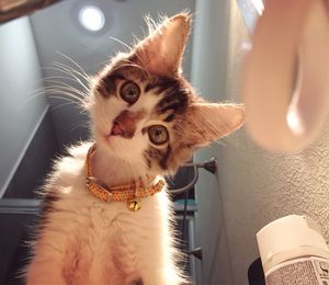 Close-up portrait of a cat