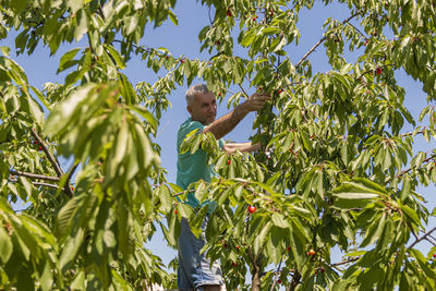 Mature man harvesting fresh sweet cherries in a basket on countryside. eco production organic fruits